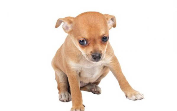 狗狗可以吃生日蛋糕上的奶油嗎?