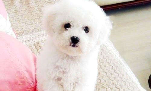 為什么狗狗學(xué)狼叫