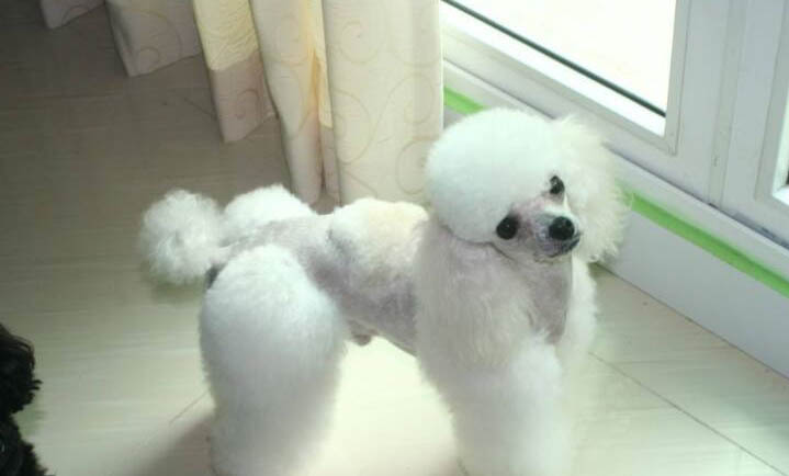 為什么狗狗會咬爪子