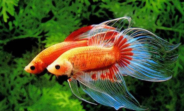 斗魚能活多長時(shí)間