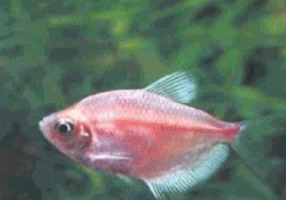 彩裙魚是染色的嗎