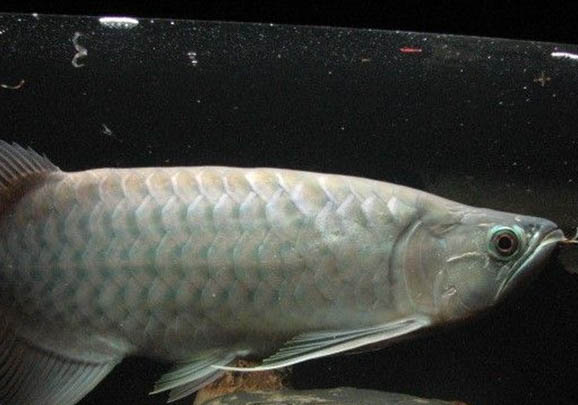 養魚的水要放幾天才能澆水