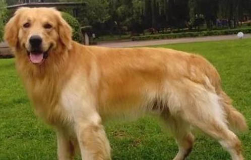 金毛尋回犬嘔吐不吃東西的原因及處理方法