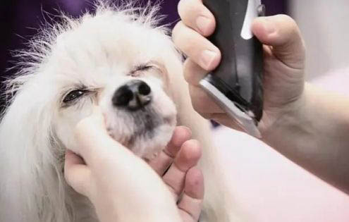 狗狗年齡和人的年齡換算