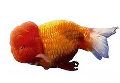 自來水開缸一般多久放魚