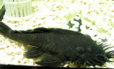 黑豹坦克異型魚好養嗎
