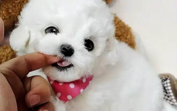 法斗犬幼犬圖片 價格