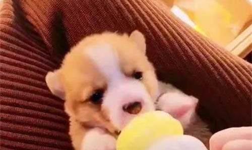 狗狗大喘氣怎么回事啊?