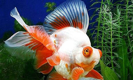 金魚產(chǎn)卵時(shí)如何護(hù)理