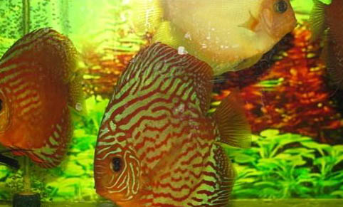 魚吃龜飼料嗎
