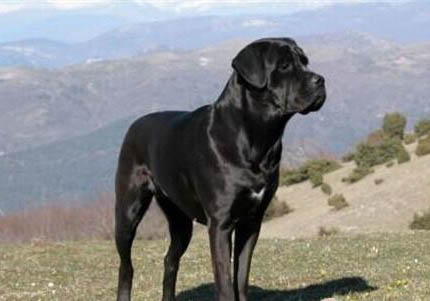 卡斯羅犬為何太瘦？如何處理？注意事項是什么？