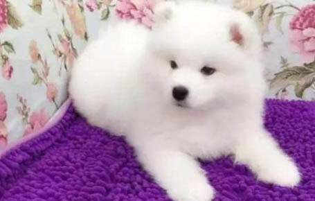 狗狗假孕漲奶有硬塊了