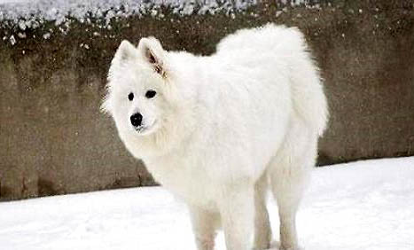 狗狗睜眼睛多久