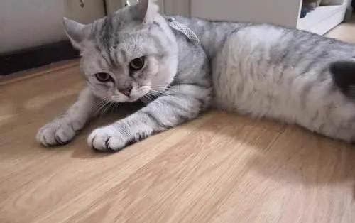 公貓絕育后還會發情嗎?