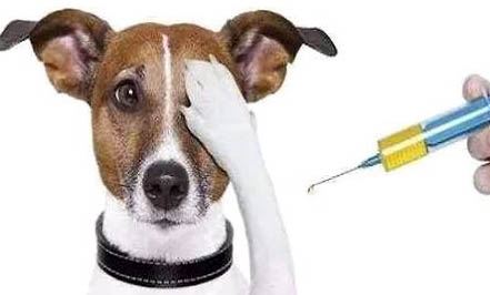 狂犬病狗發病是怎么樣的