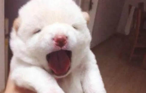 小狗犬瘟是怎么引起的