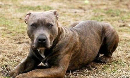 比特犬和藏獒哪個(gè)厲害?