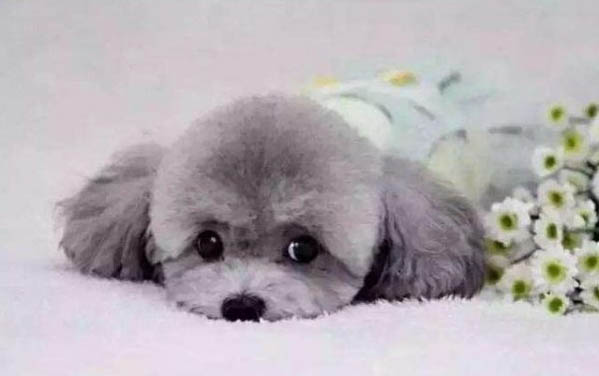 貴賓犬的訓練方法