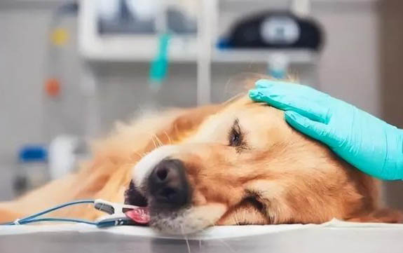 狗狗剃毛好嗎