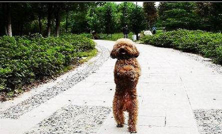 貴賓犬冠狀病毒愈后注意事項