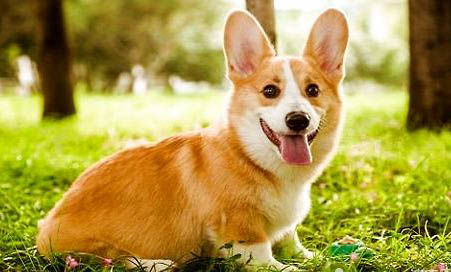 柯基和柴犬哪個好養?