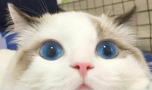 貓咪老是吐黃水，該怎么辦？