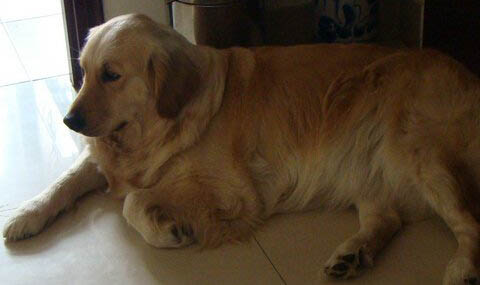 金毛犬不能吃的食物有哪些