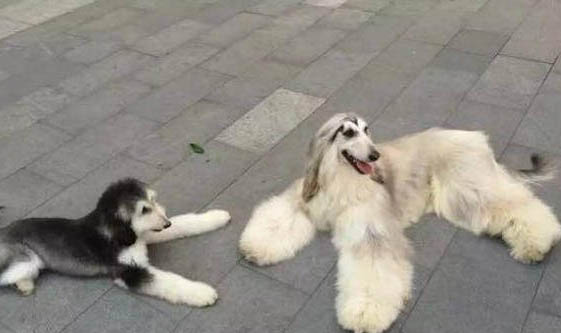 田野小獵犬上吐下瀉