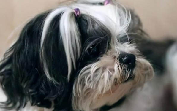 狗真菌能治愈嗎