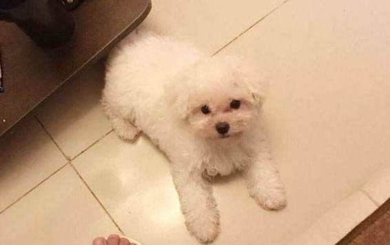哪里有比熊犬舍