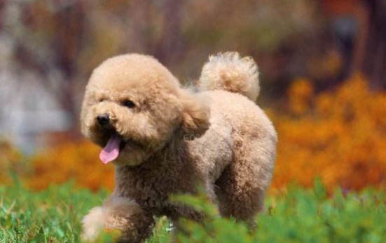 狗狗能吃芥末嗎