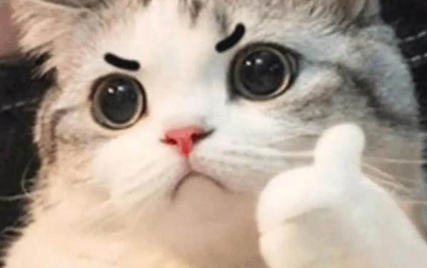 母貓絕育后肚子為什么會凸出來一坨?