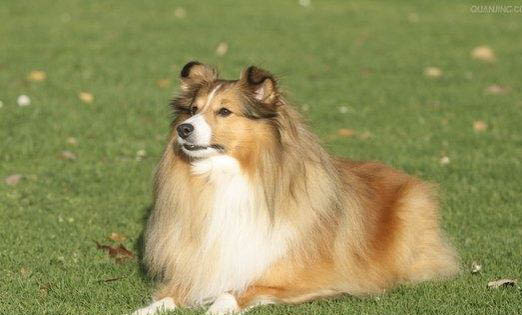 狗狗常見品種有哪些