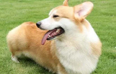 如何去除狗狗身上的跳蚤