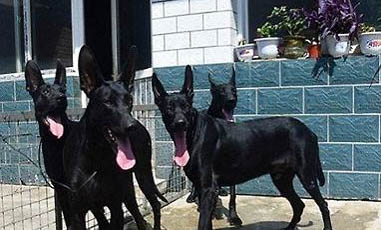 黑狼犬和馬犬哪個更兇一些