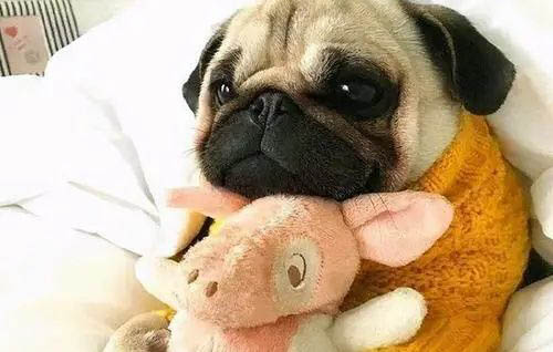 巴哥犬受涼的癥狀有哪些