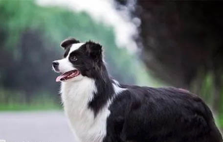 古代英國牧羊犬吃多了吐了怎么辦