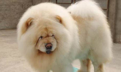 松獅犬生產后惡露多久排干凈