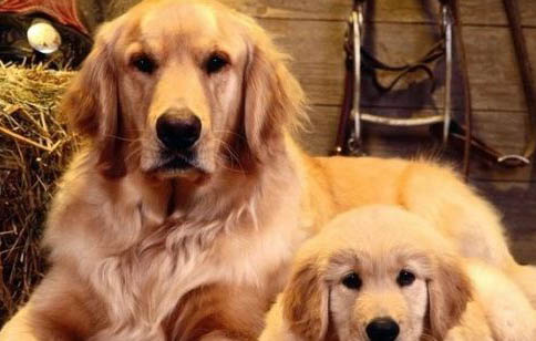 金毛犬可以吃米飯嗎