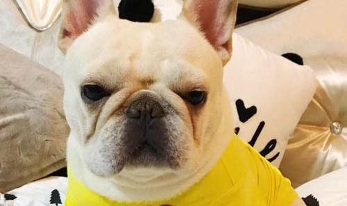法國斗牛犬怎么訓練才聽話