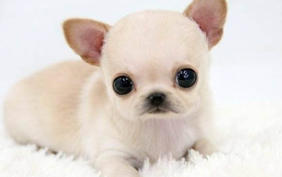 吉娃娃和小鹿犬哪個好養
