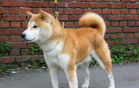 柴犬只認(rèn)主人嗎