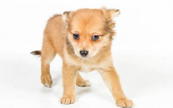 如何辨別幼犬的品種?