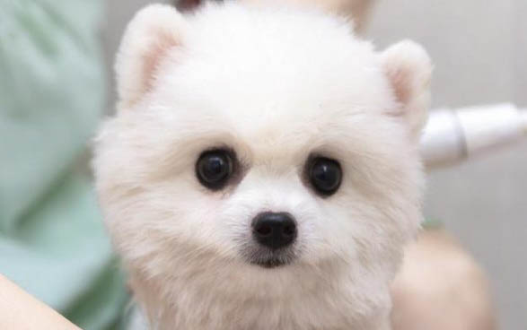 狗吃的益生菌哪個牌子好