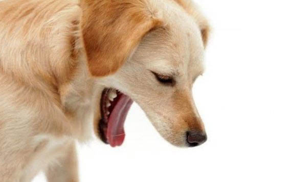 狗狗晚上呼吸急促，可能是這些原因