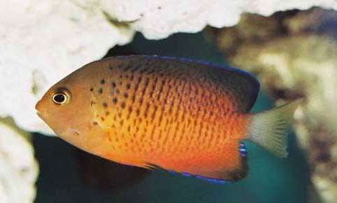 魚睡覺要關(guān)燈嗎