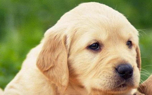 黑色拉布拉多幼犬怎么看純不純