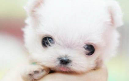 茶杯犬能活多久?