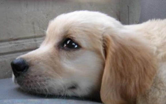 狗見面為什么舔
