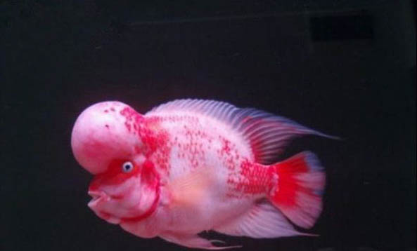 怎么樣才能養(yǎng)好羅漢魚(yú)呢